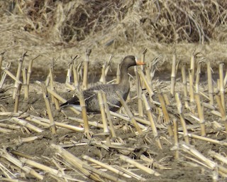 Greater White-fronted Goose (Greenland), ML209959961