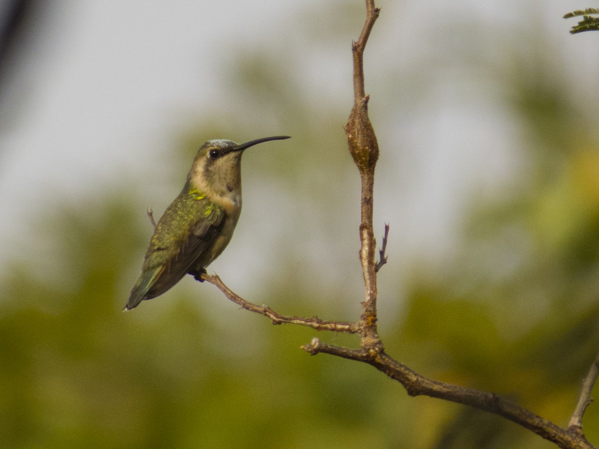 Beautiful Hummingbird - Aquiles Brinco