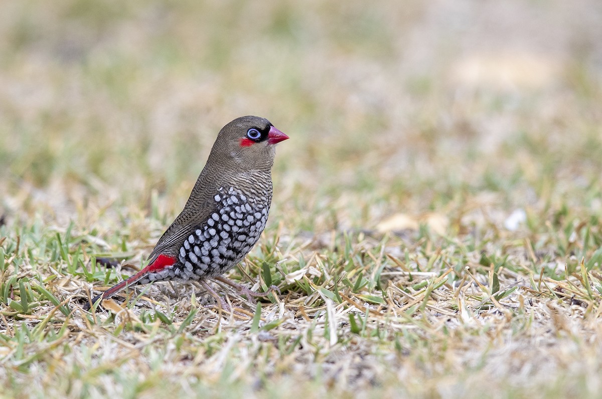 Red-eared Firetail - ML209960861