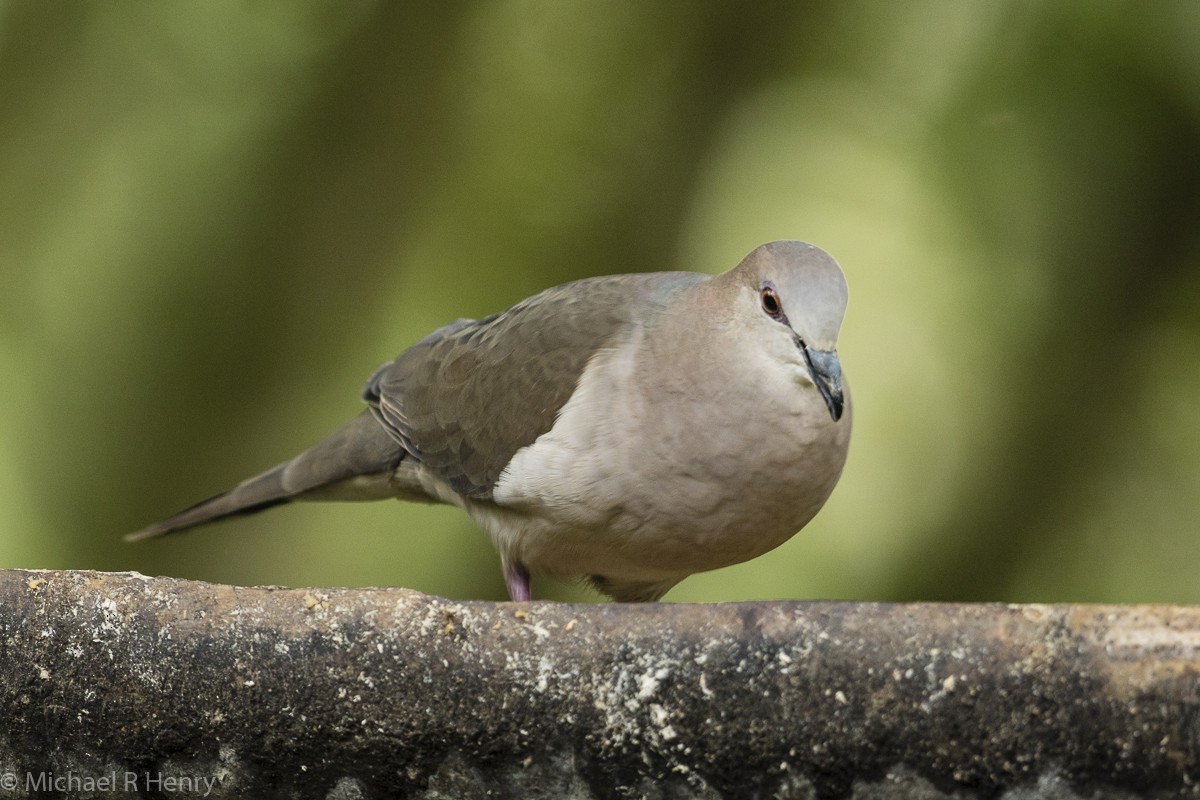 White-tipped Dove - Michael Henry
