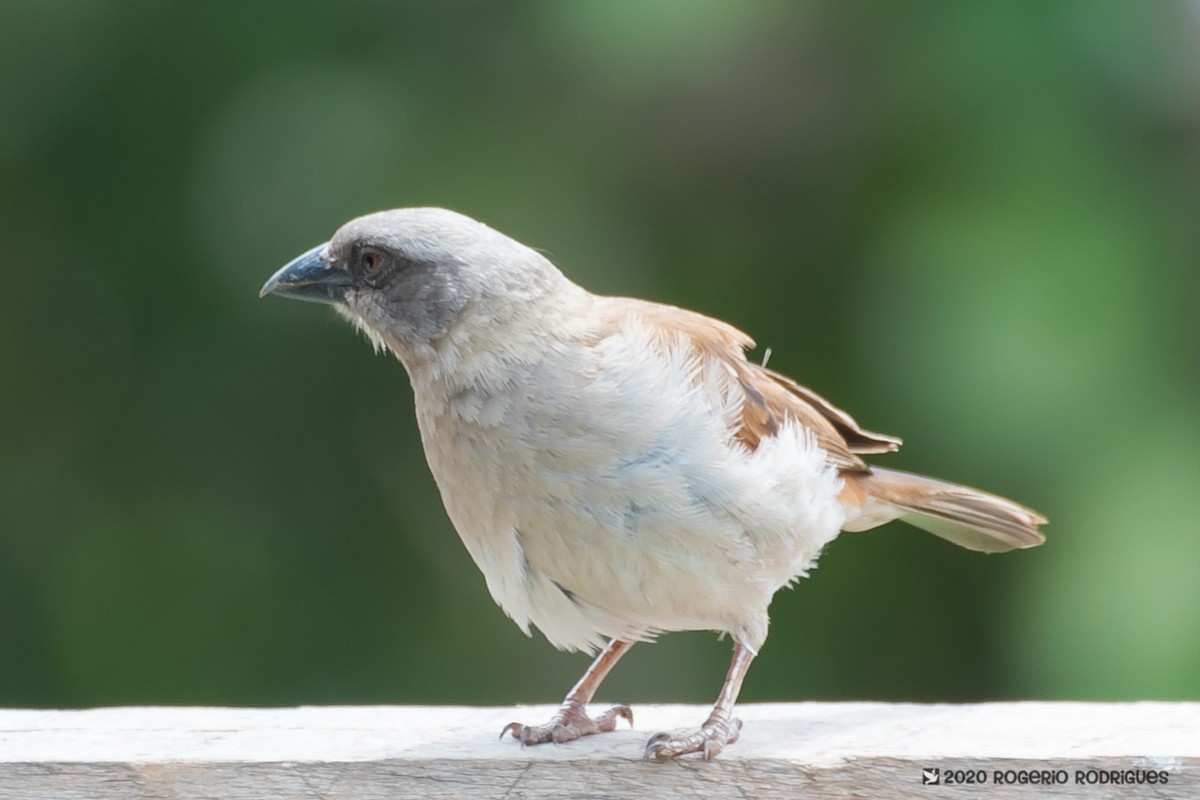 Swahili Sparrow - ML209965981