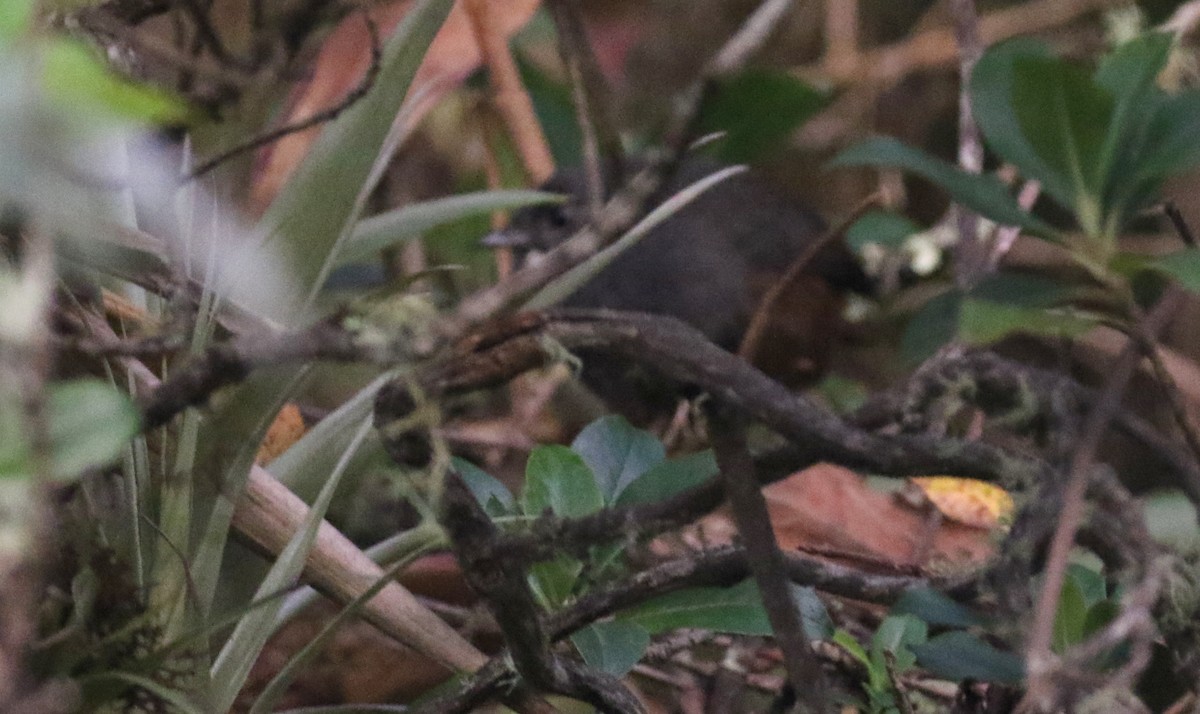 Brown-rumped Tapaculo - ML209966491
