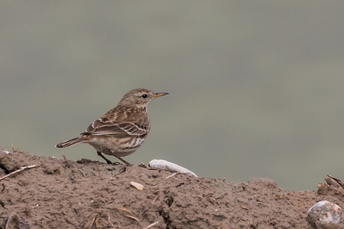 Water Pipit - ML209972561