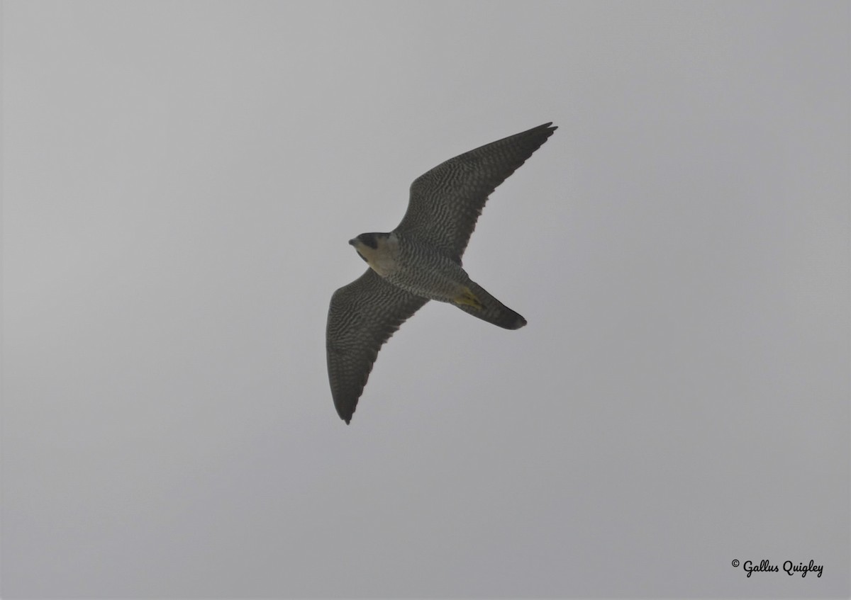 Peregrine Falcon - Gallus Quigley