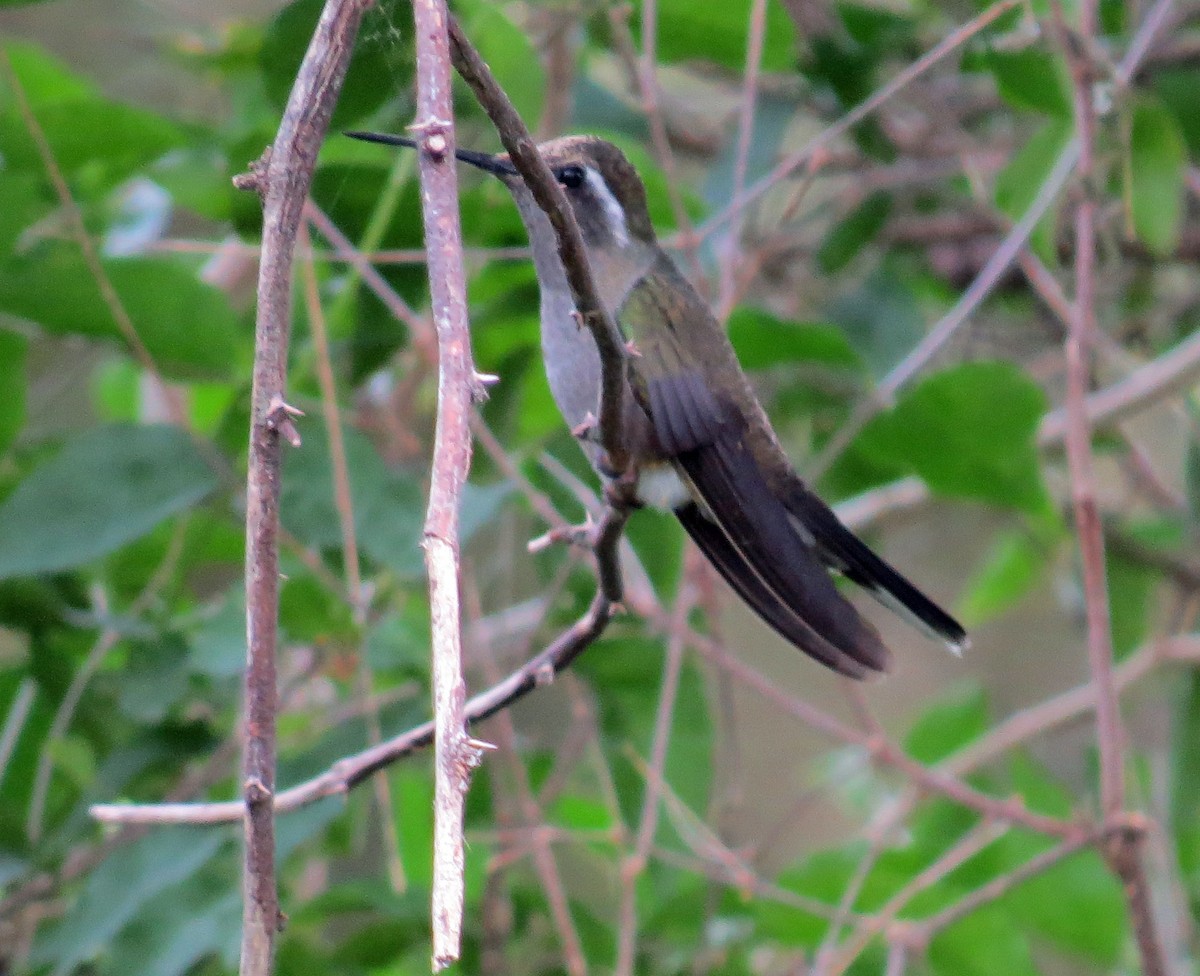 kolibřík blankytohrdlý - ML20997641