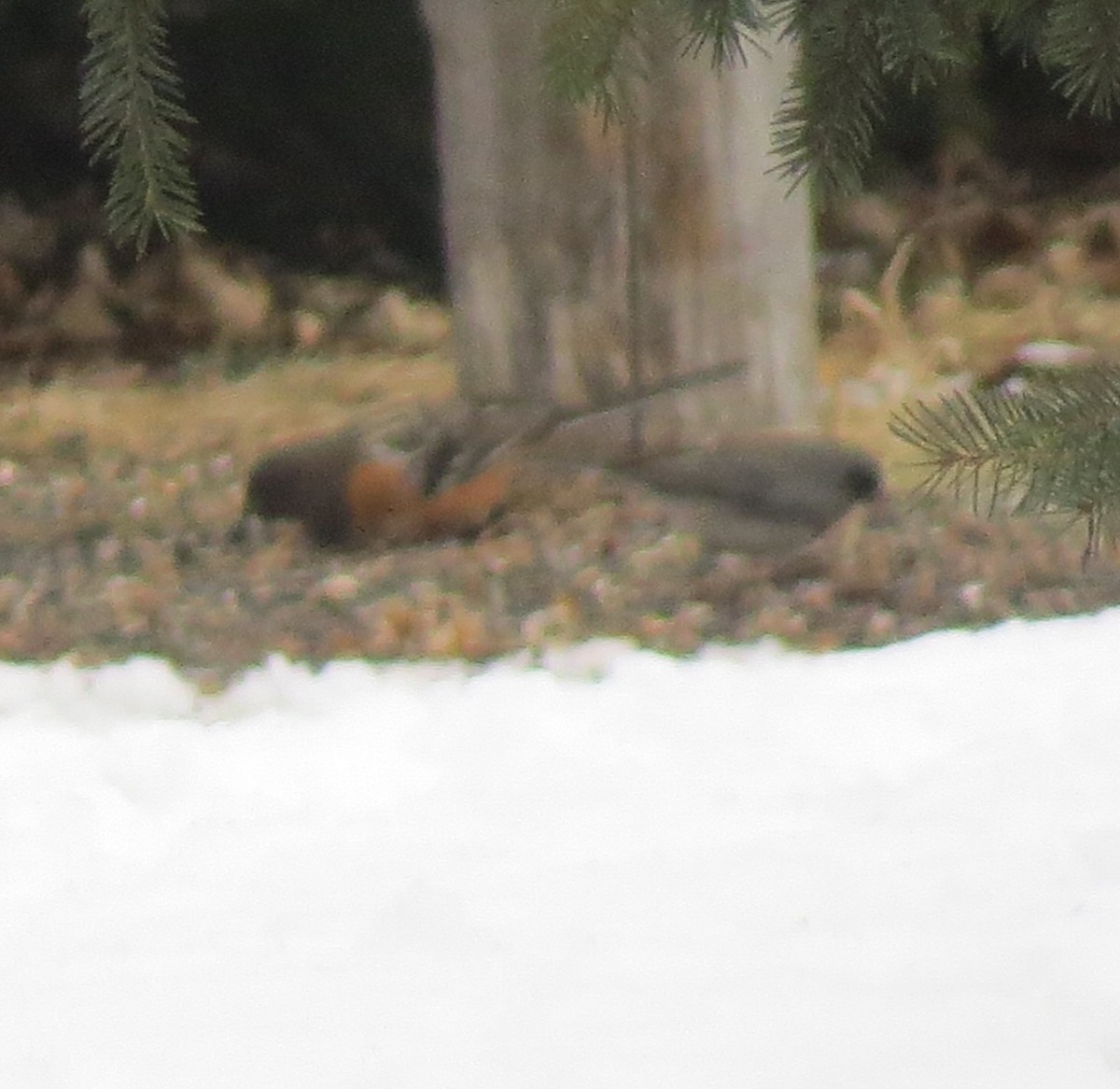 Spotted Towhee - ML209977341