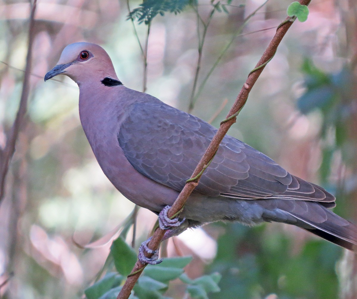 Red-eyed Dove - ML209981671