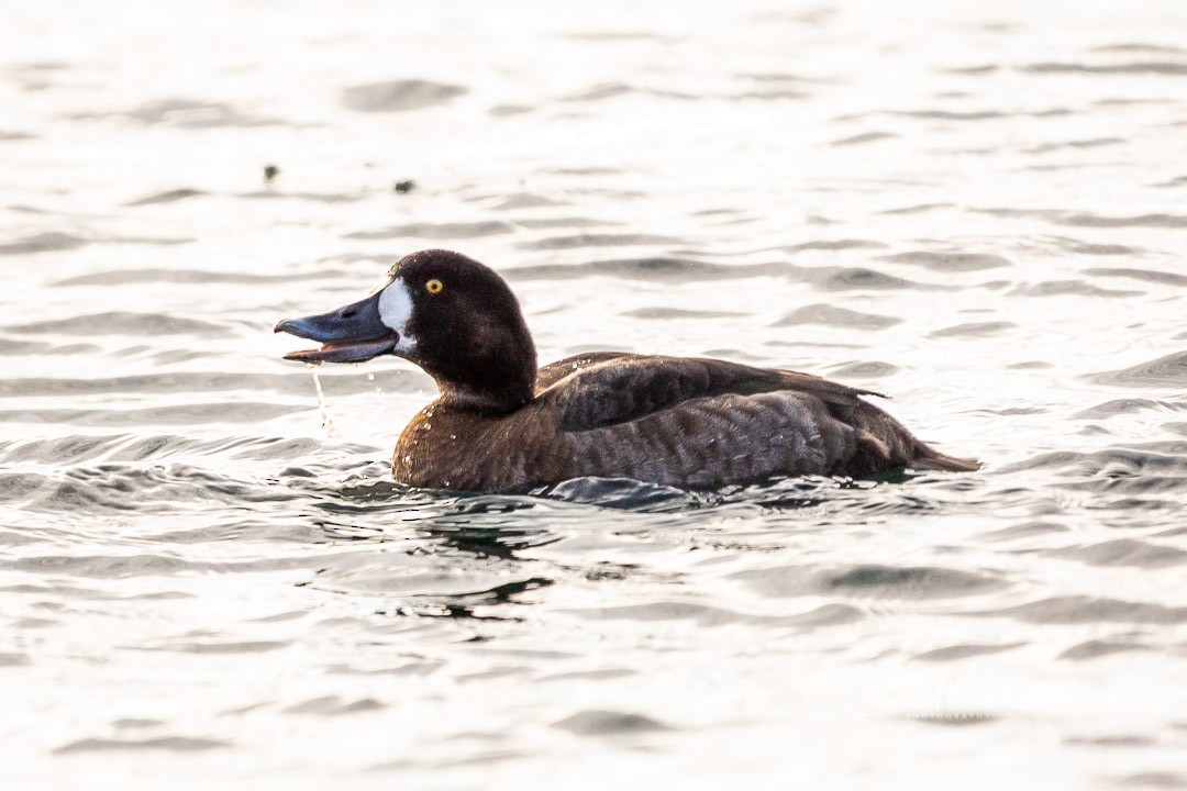 Greater Scaup - ML209986091