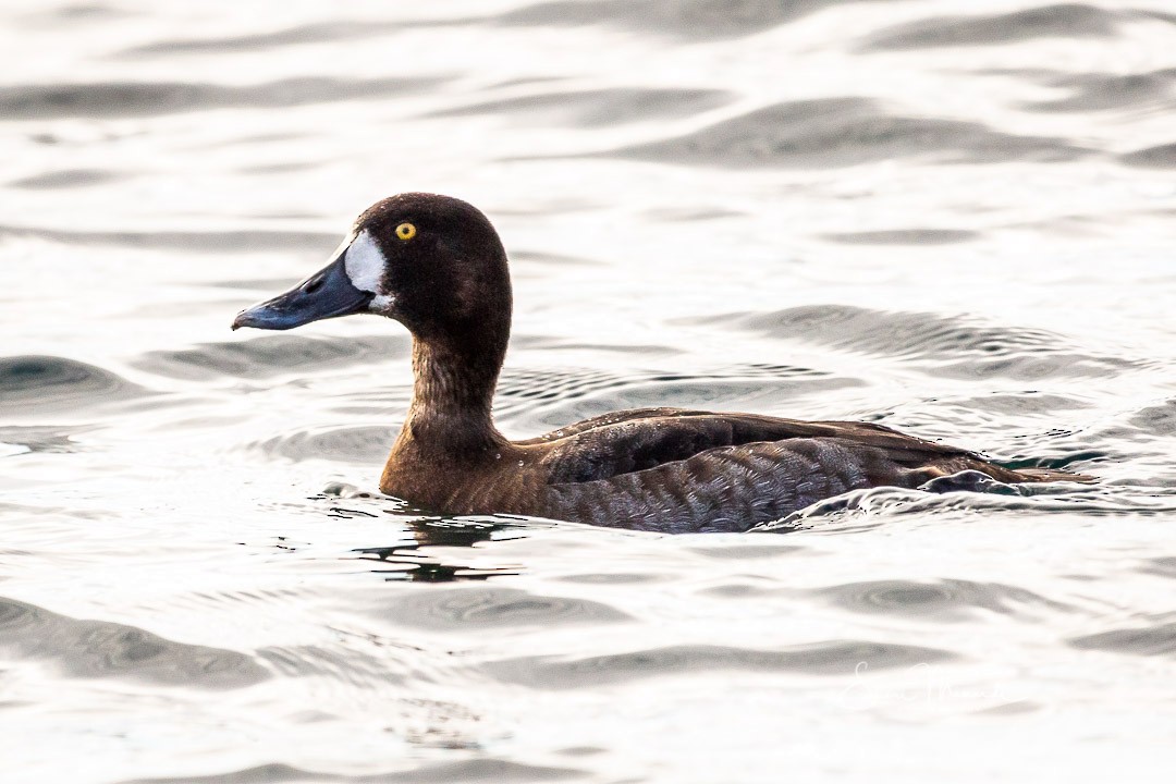 Greater Scaup - ML209986121
