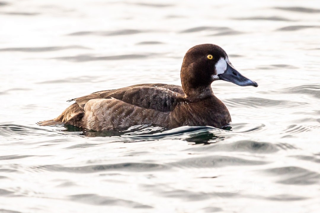 Greater Scaup - ML209986131