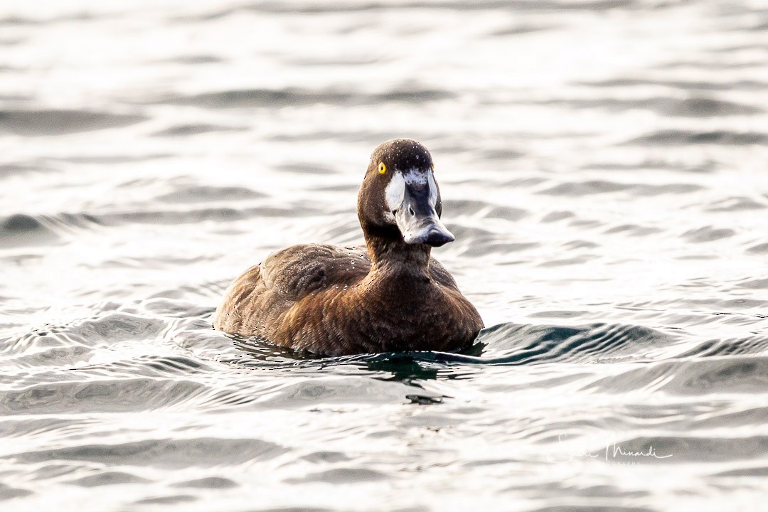 Greater Scaup - ML209986141