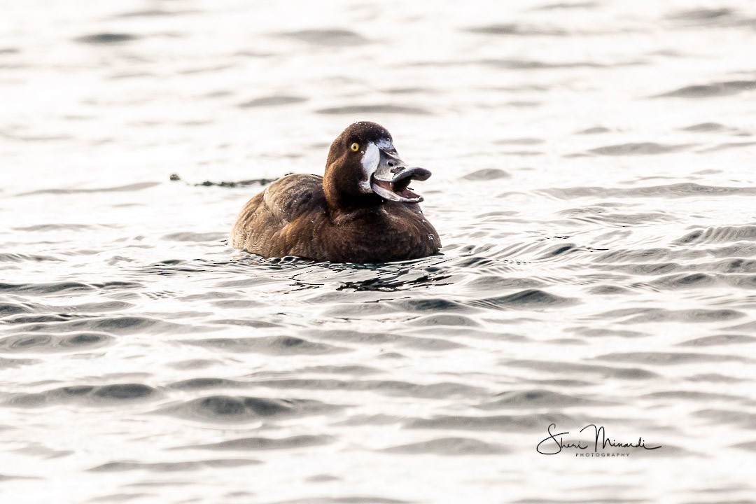 Greater Scaup - ML209988241