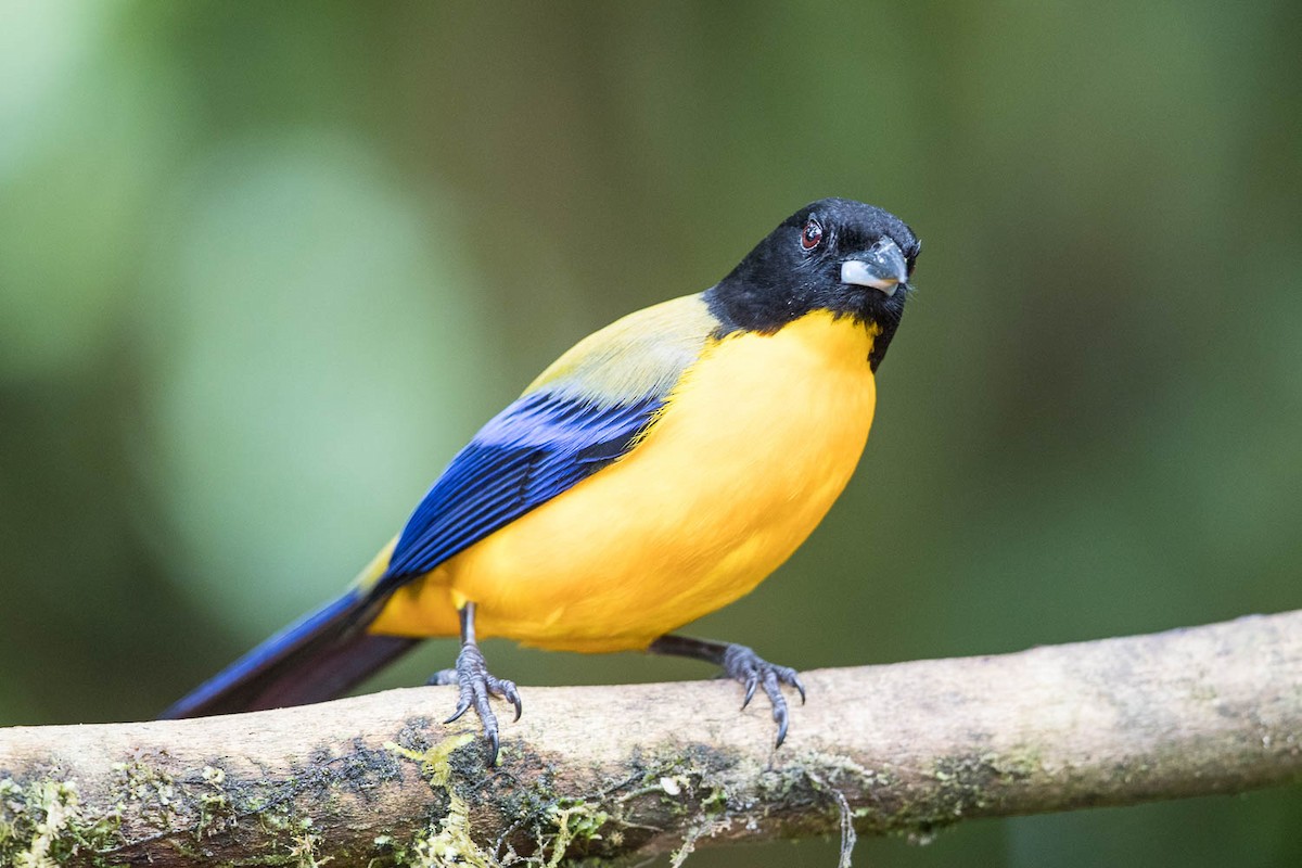 Black-chinned Mountain Tanager - Michael Henry