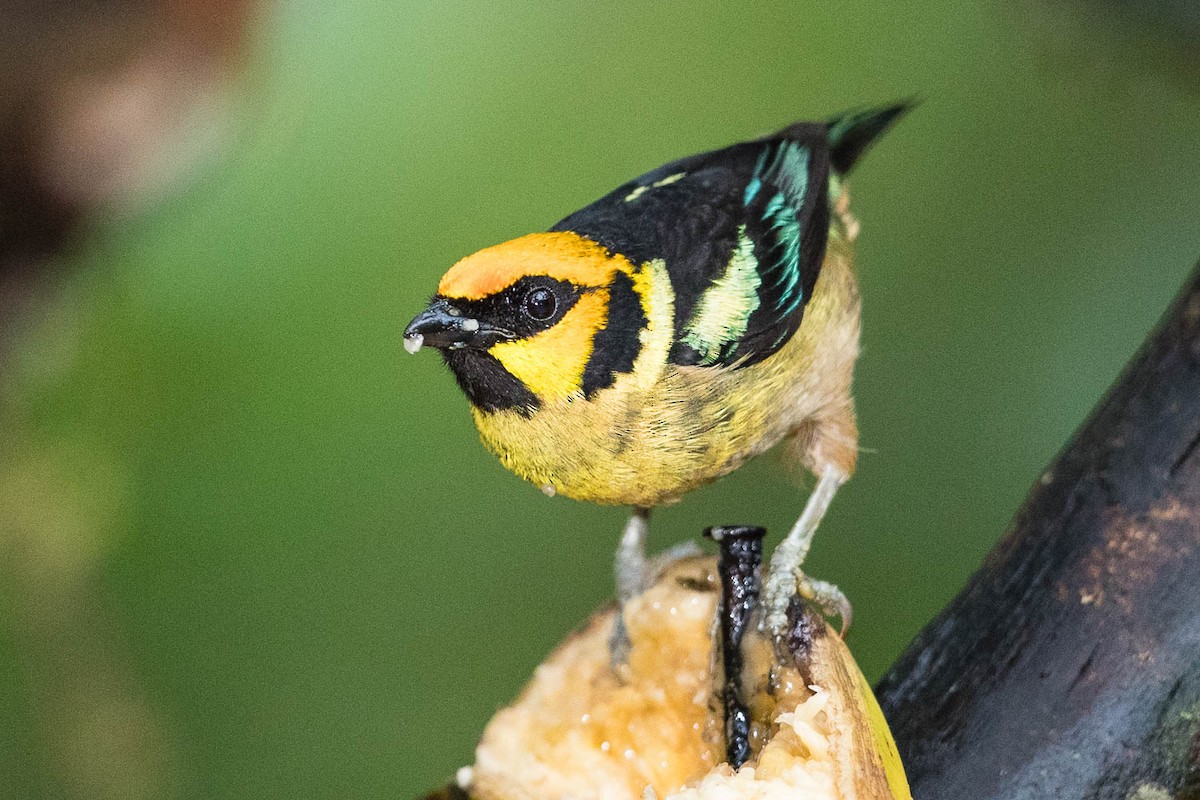 Flame-faced Tanager - Michael Henry