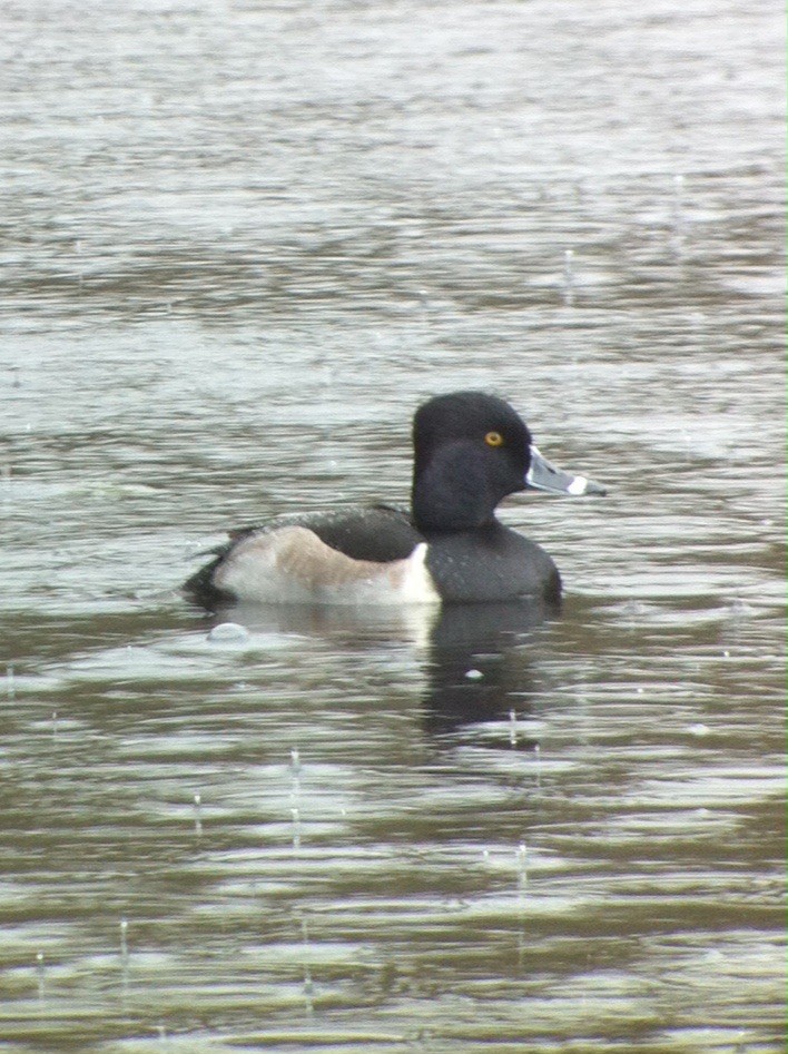 Ring-necked Duck - ML20999021