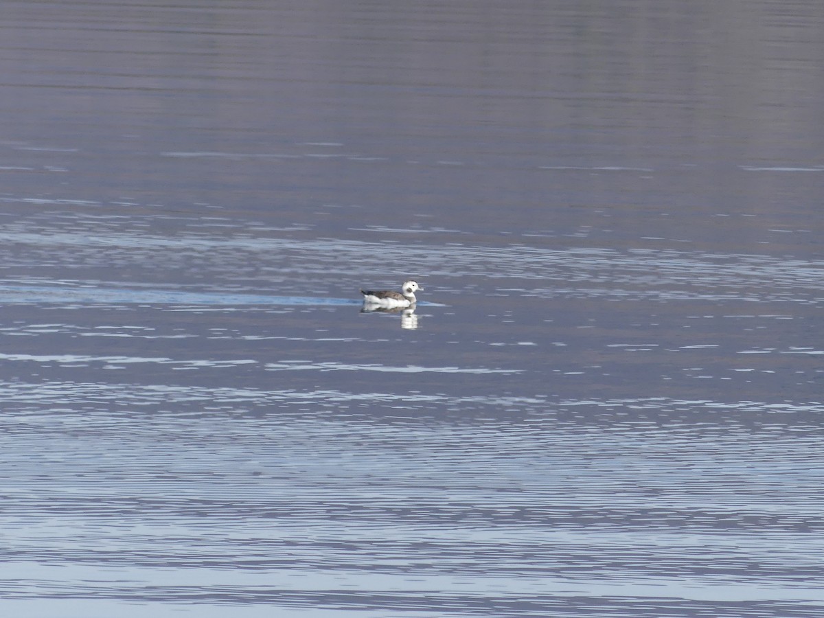 Long-tailed Duck - ML209992431