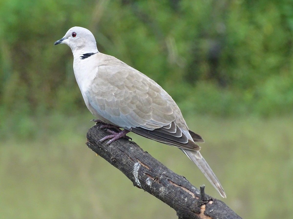 Eurasian Collared-Dove - ML210000911