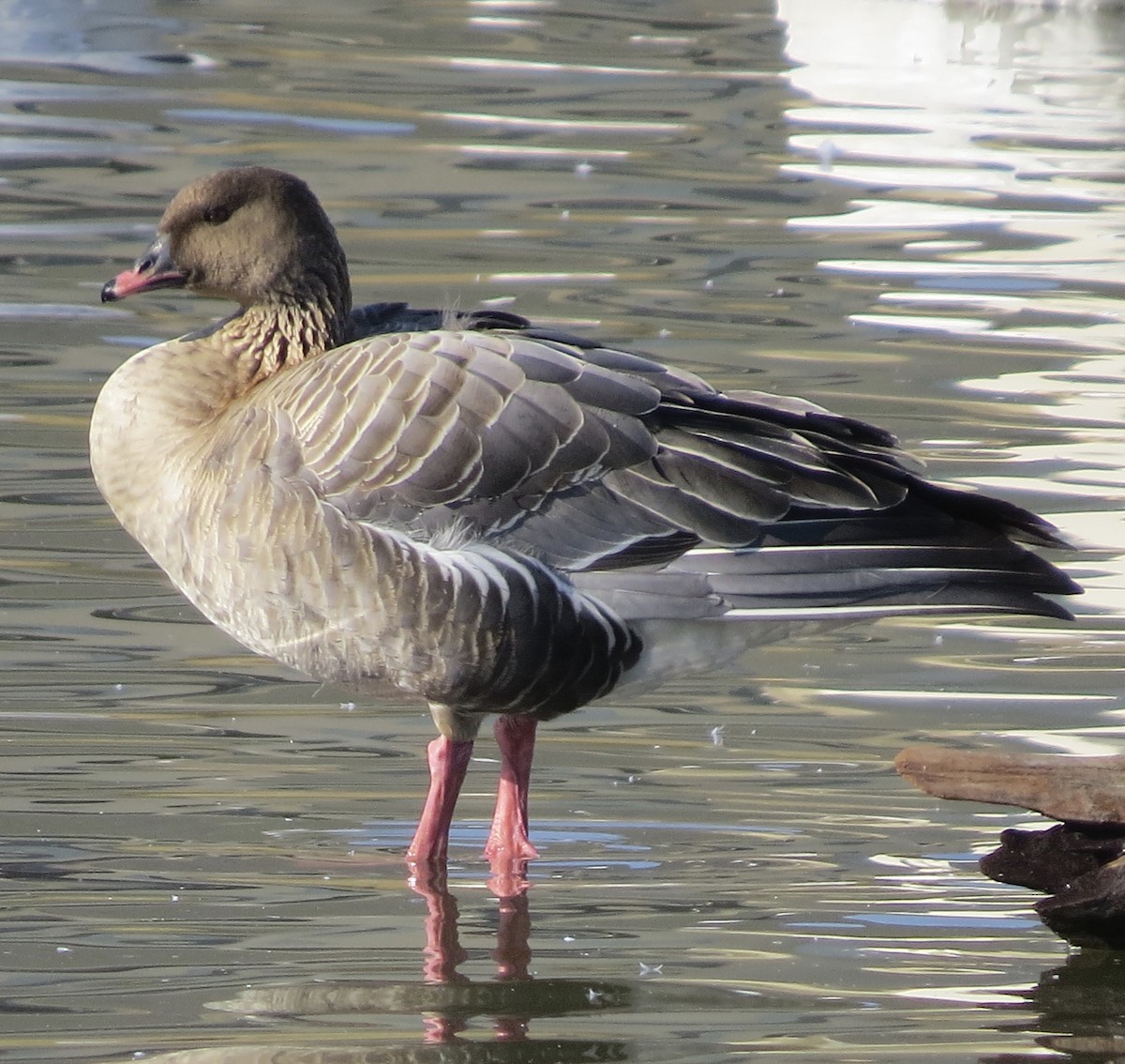 Pink-footed Goose - ML210001901