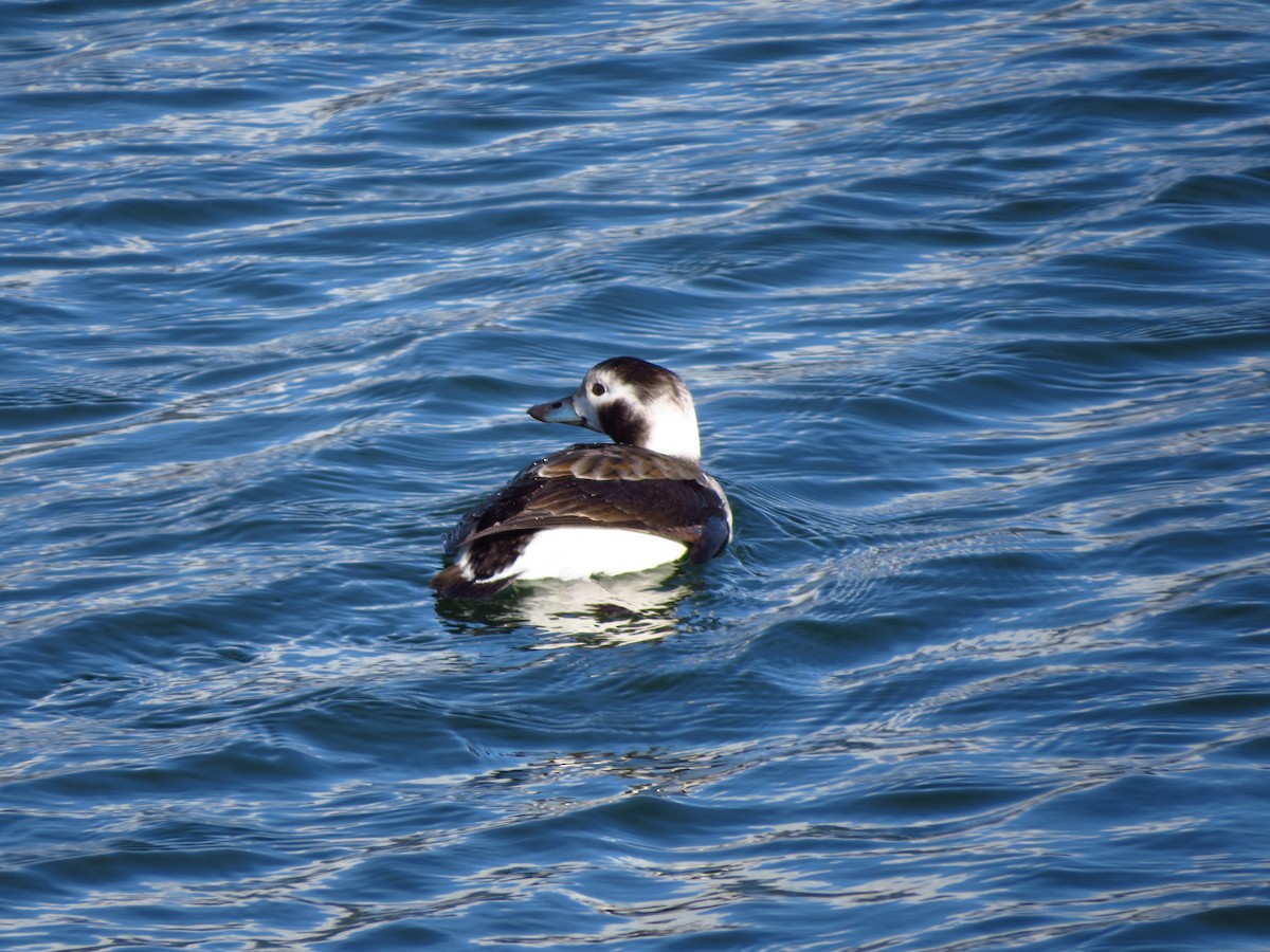 Long-tailed Duck - ML210002421
