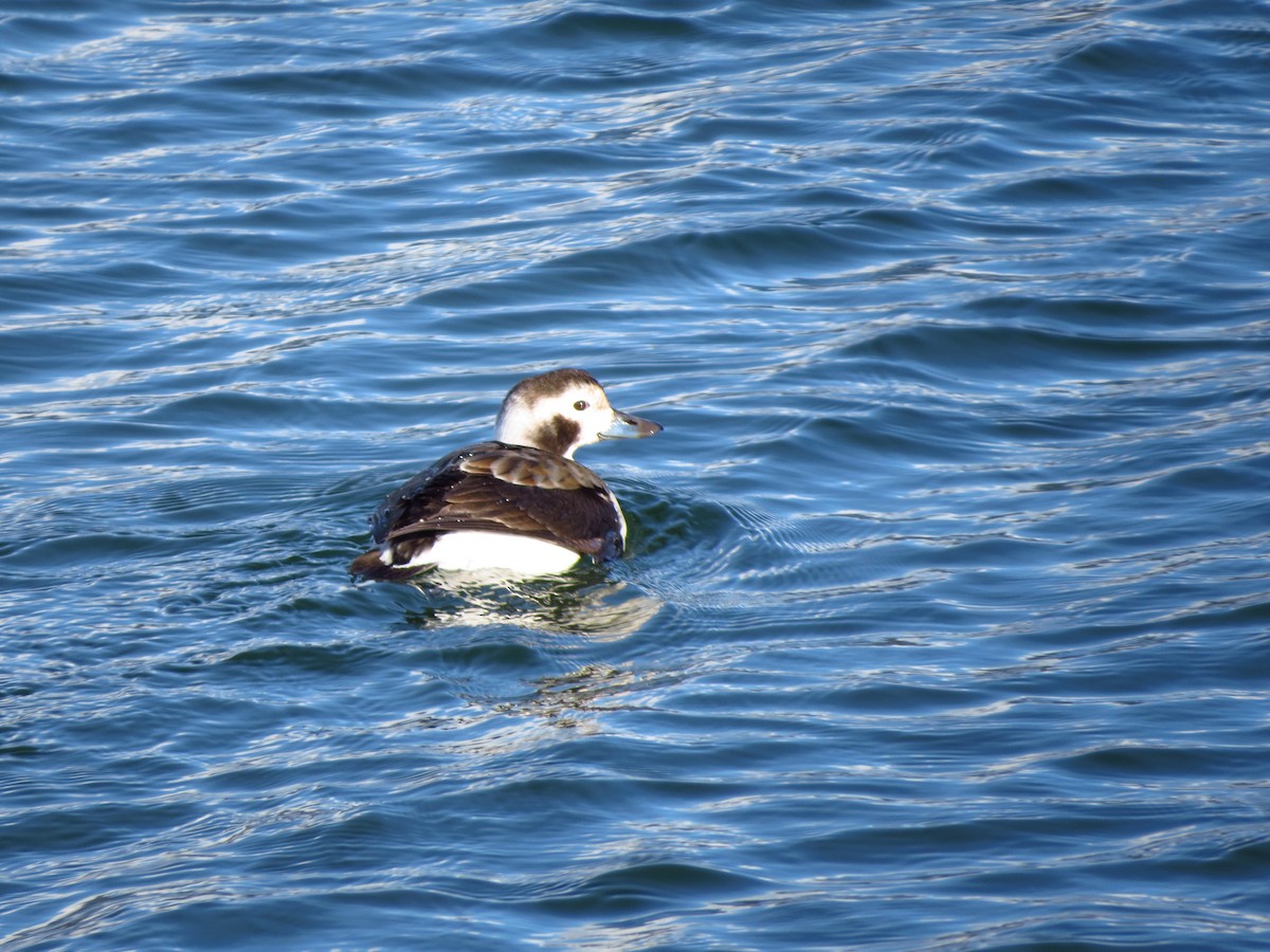 Long-tailed Duck - ML210002441