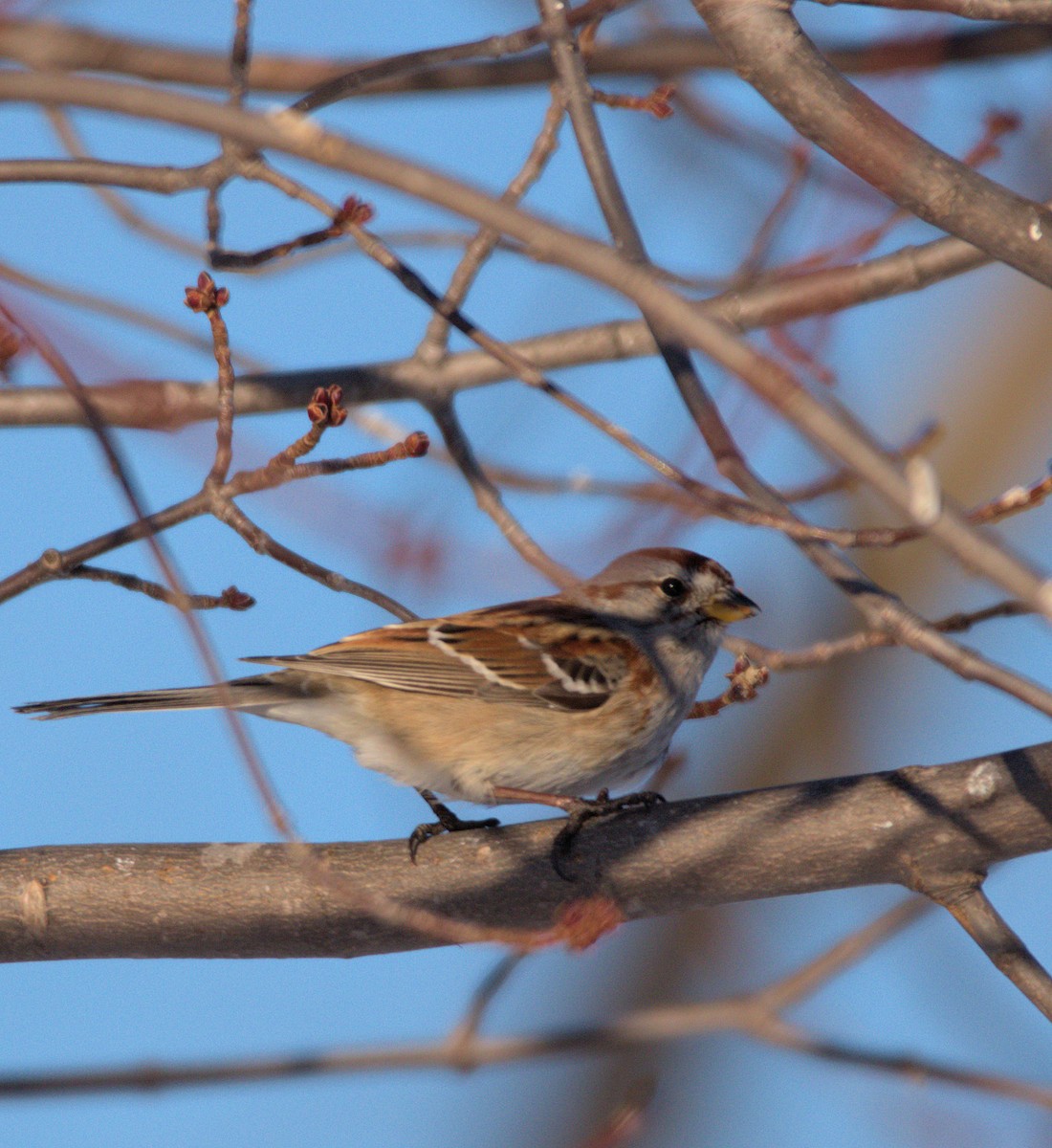 American Tree Sparrow - ML210003641