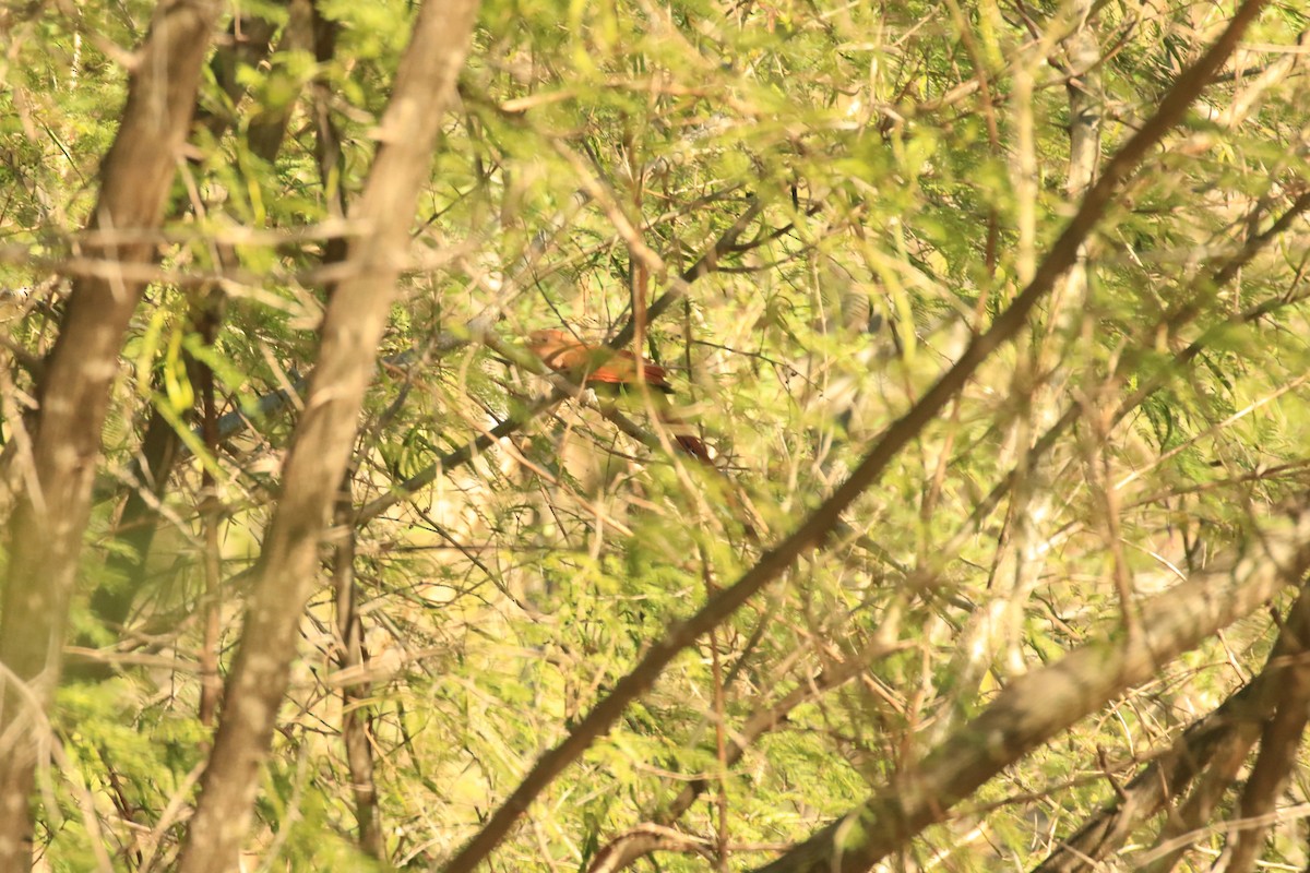 Squirrel Cuckoo (West Mexico) - ML210004621