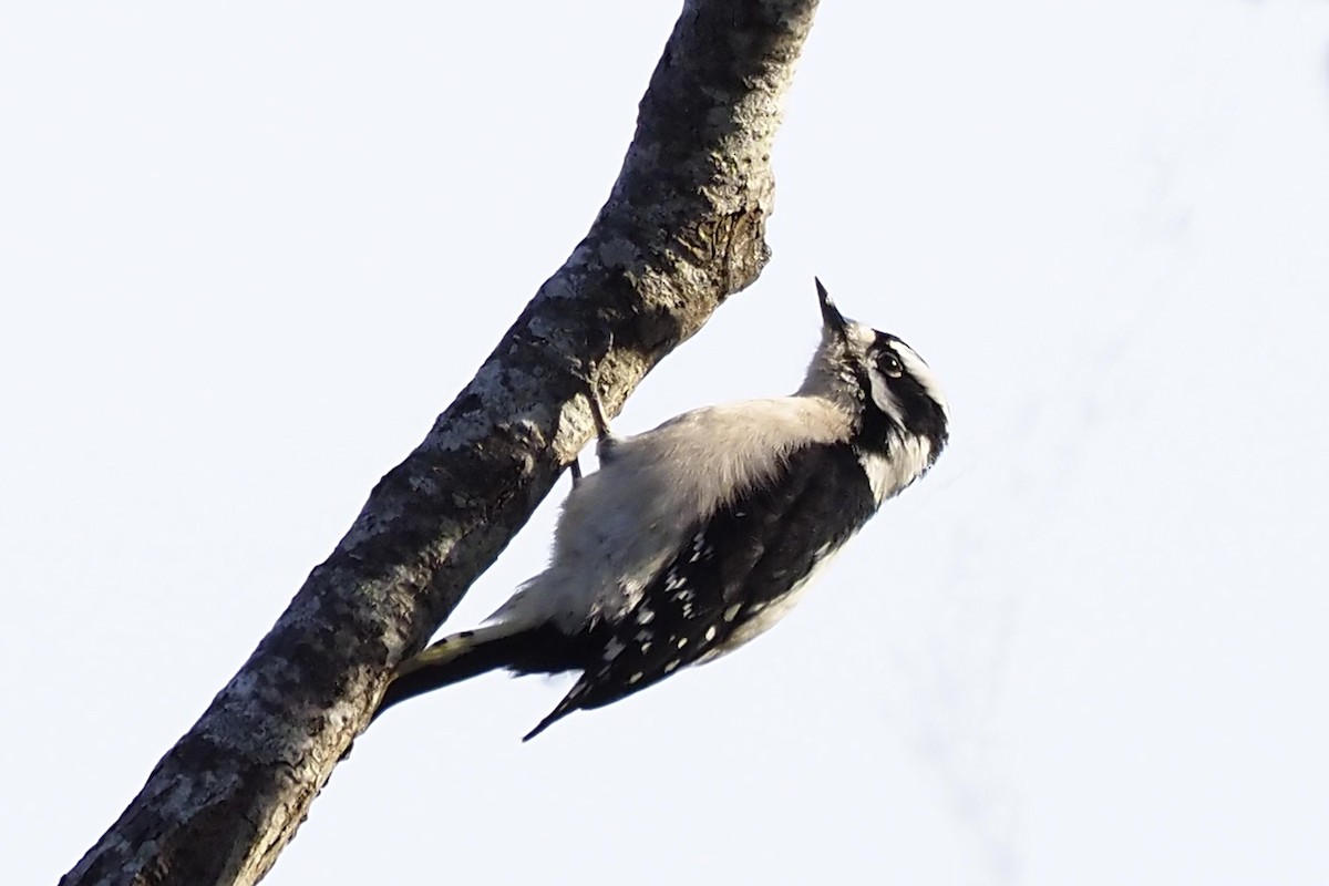 Downy Woodpecker - ML210005451