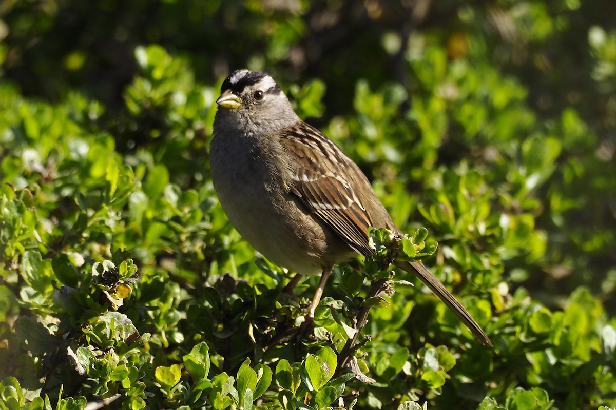 White-crowned Sparrow - ML210005791