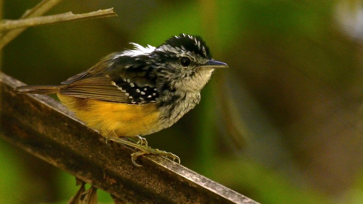 Rondonia Warbling-Antbird - ML210007581