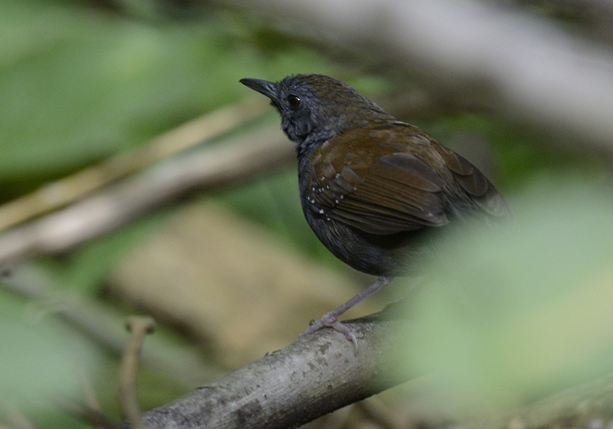 Black-throated Antbird - ML210008061