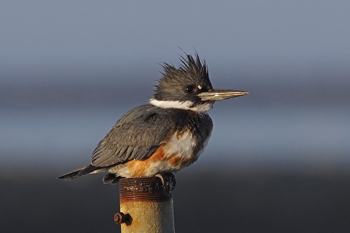 Belted Kingfisher - ML210010361