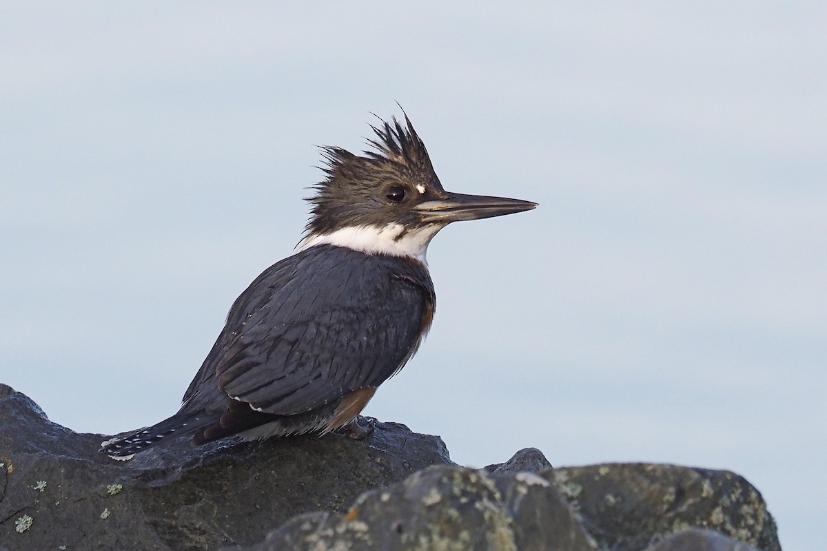 Belted Kingfisher - ML210010371