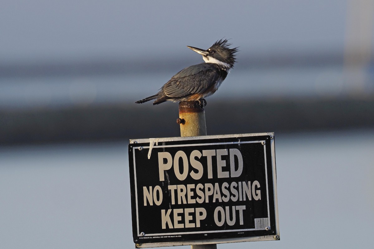 Belted Kingfisher - ML210010381