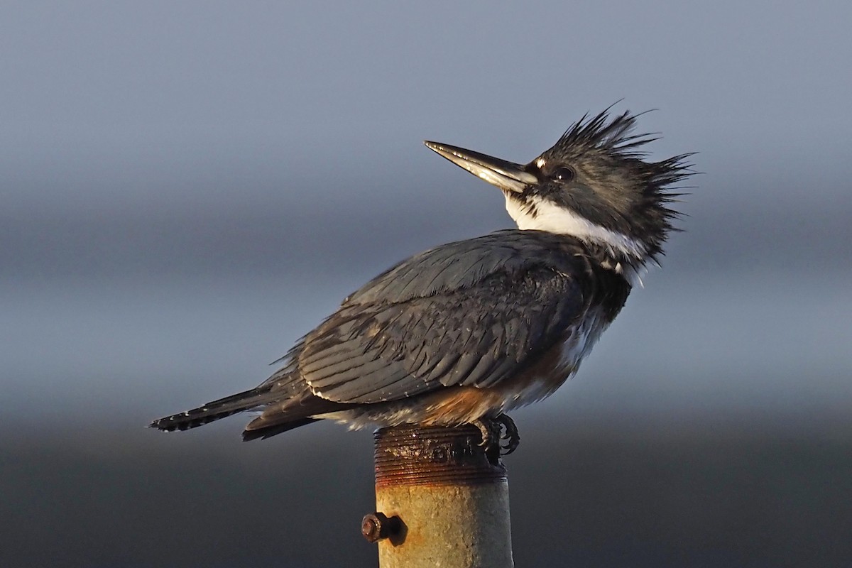 Belted Kingfisher - ML210010391