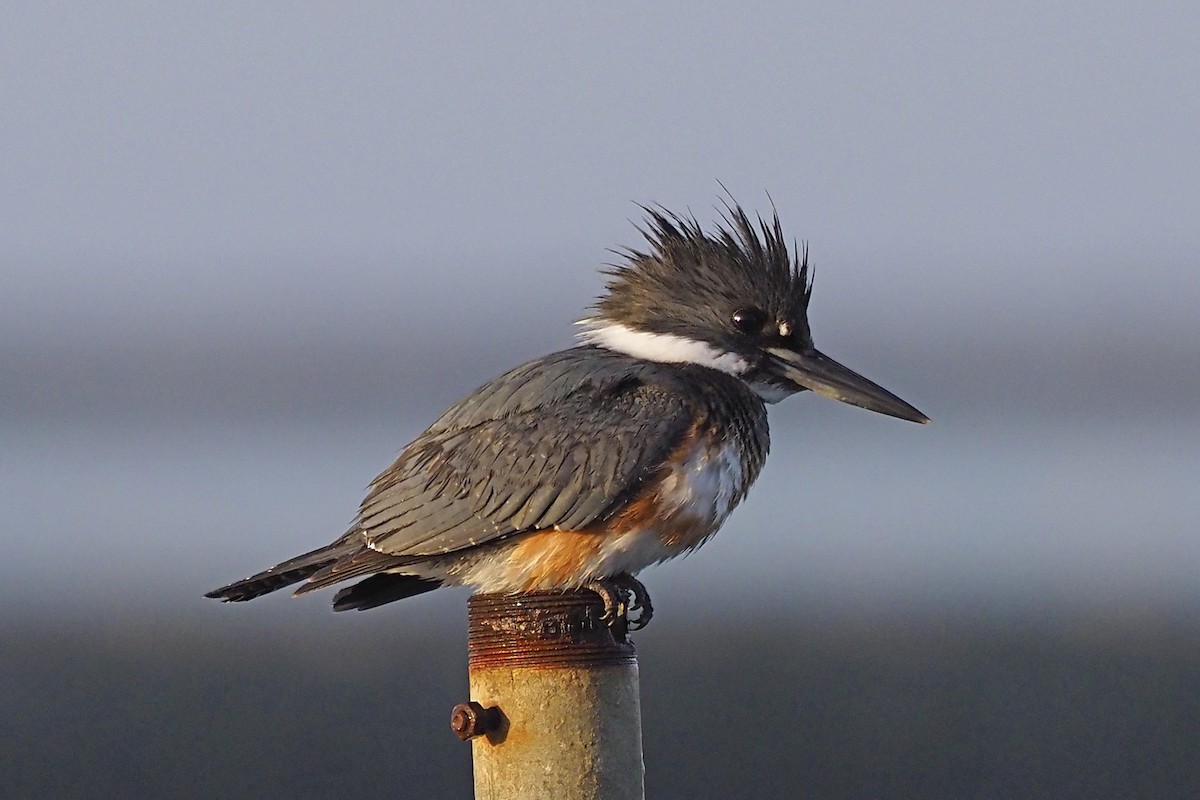 Belted Kingfisher - ML210010401