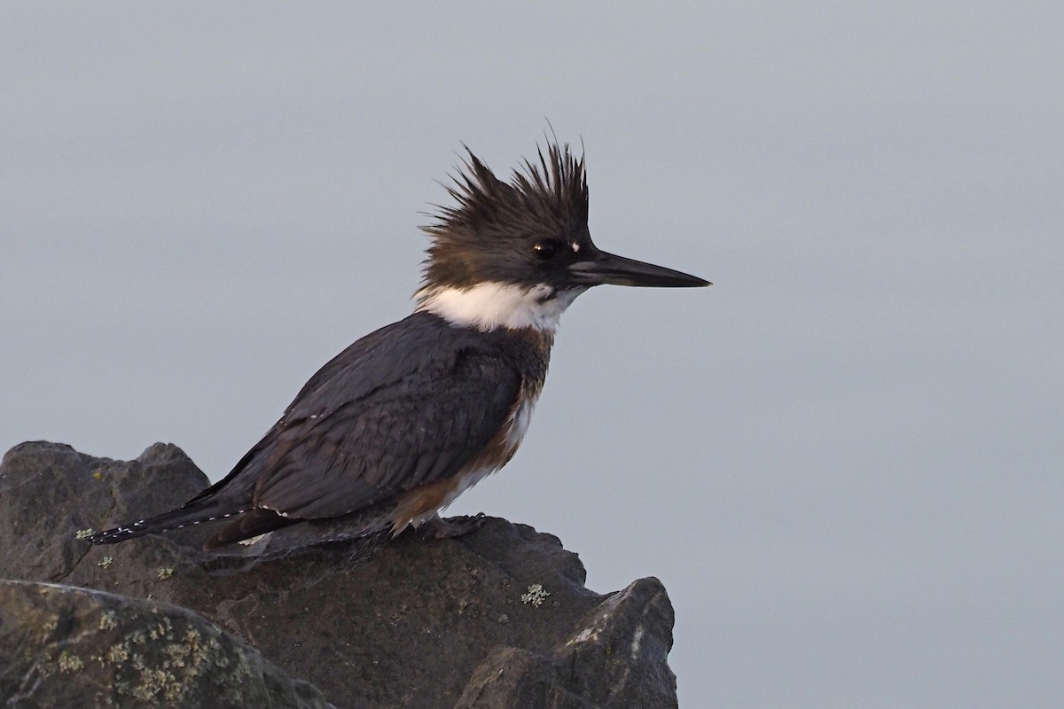 Belted Kingfisher - ML210010411