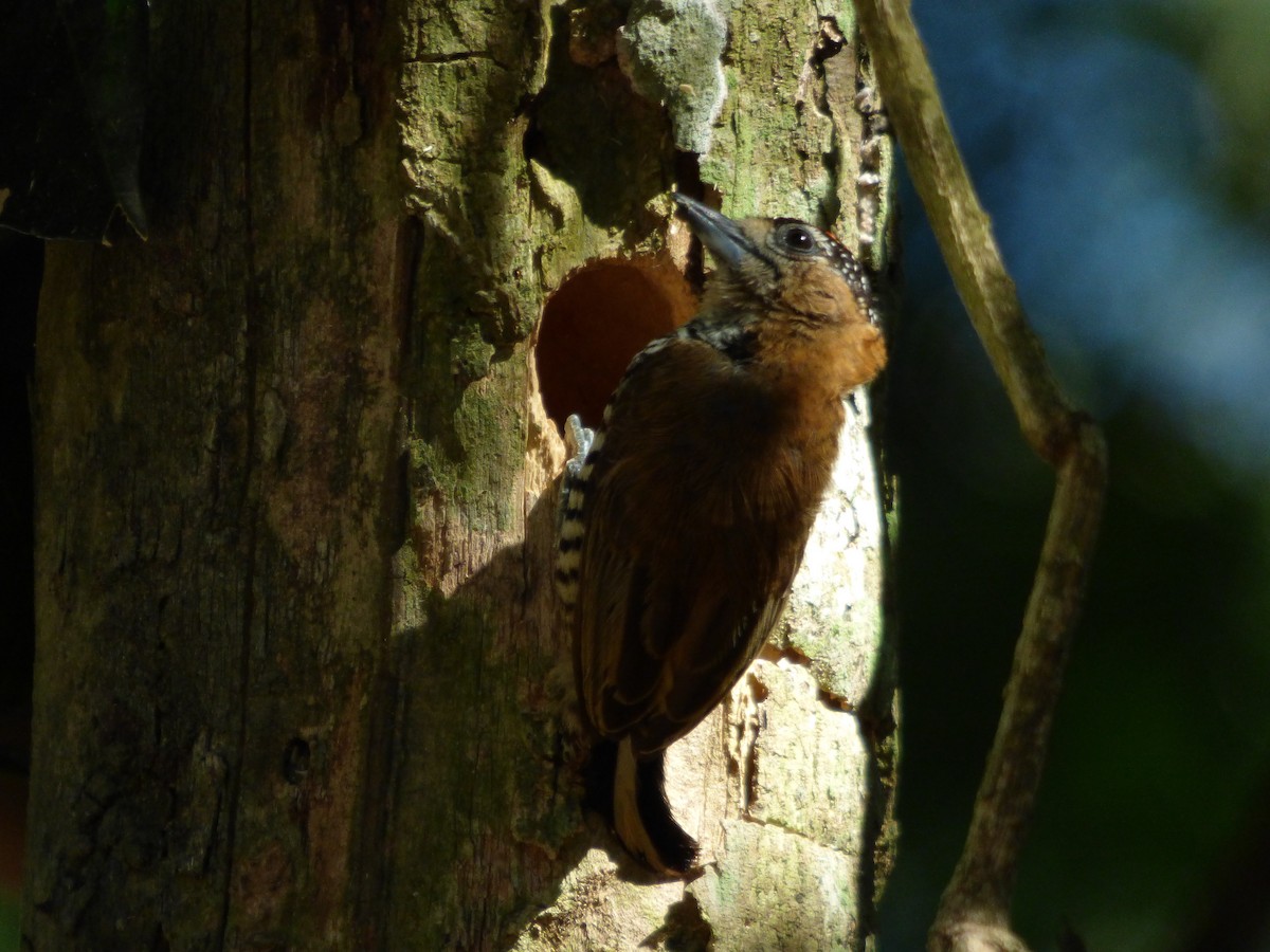 Ochre-collared Piculet - ML210011031