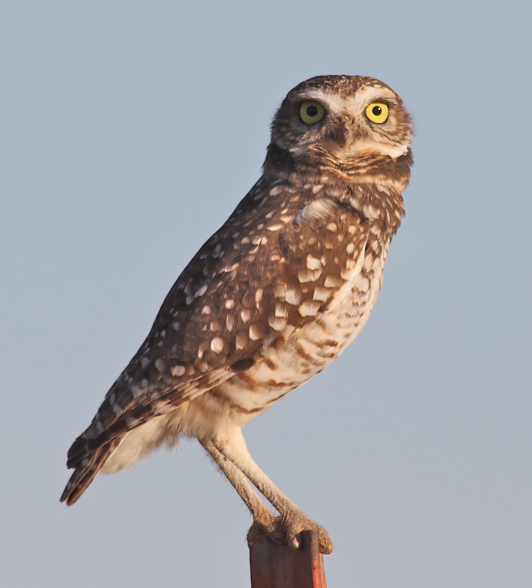 Burrowing Owl - David Brotherton, cc