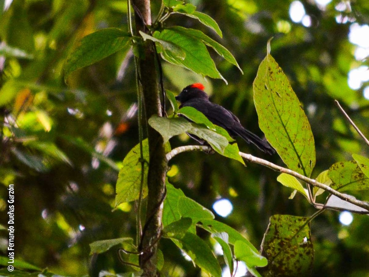 Sooty Ant-Tanager - Luis Fernando DG
