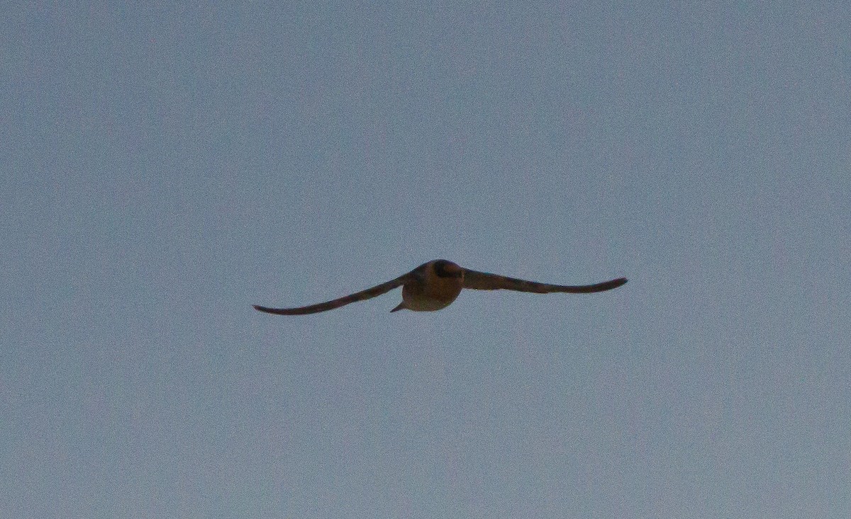 Cave Swallow - ML21001341