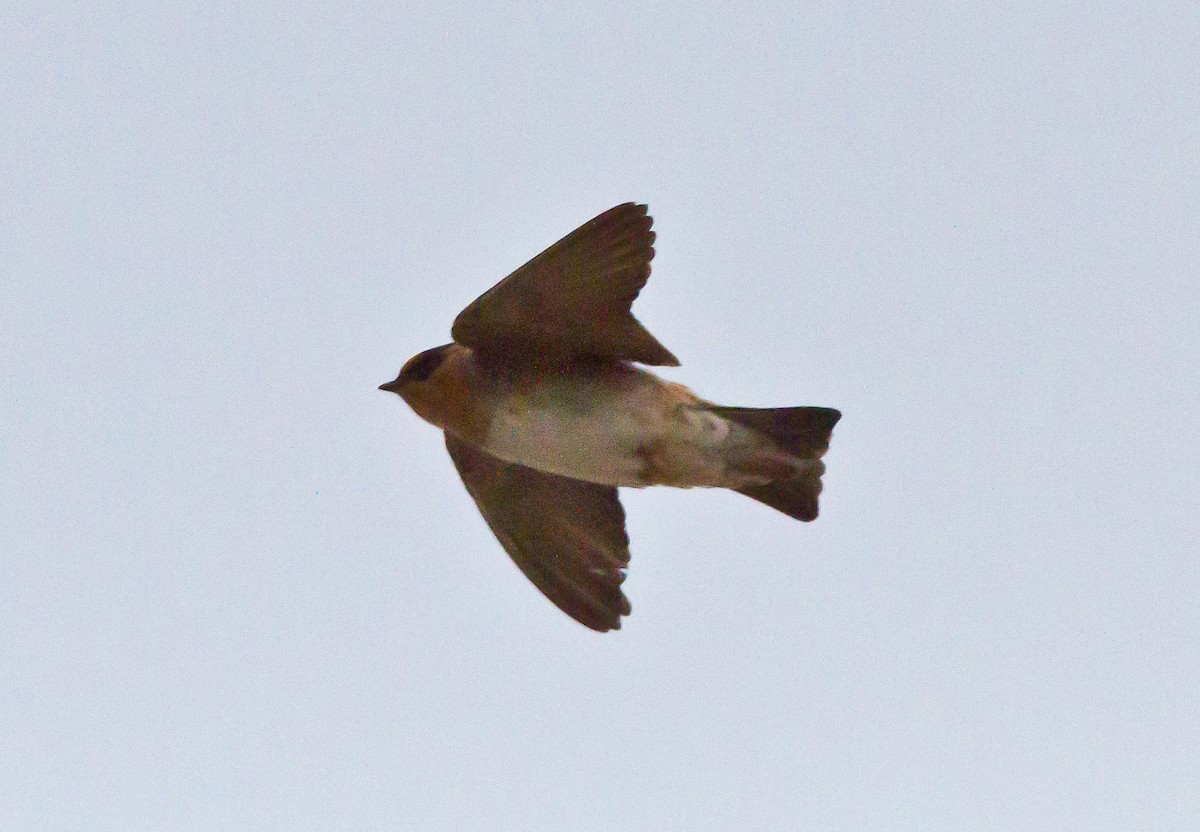 Cave Swallow - ML21001351