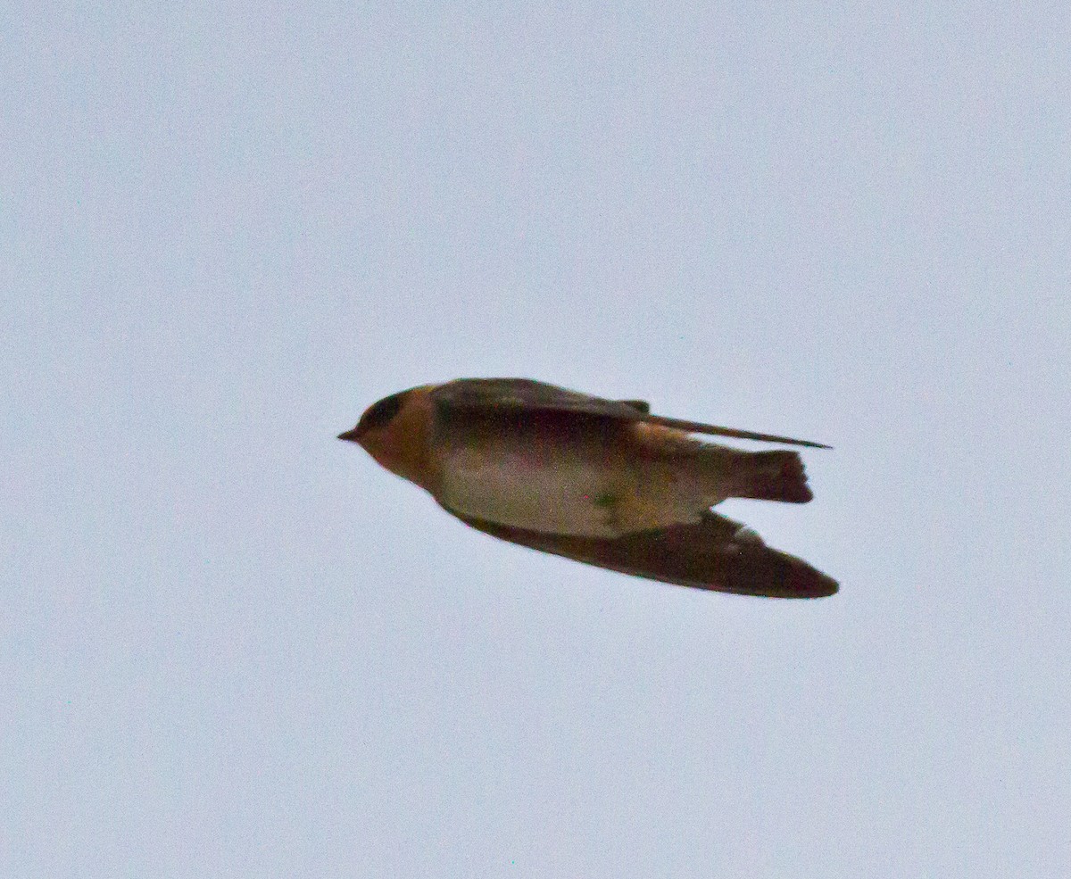 Cave Swallow - ML21001361