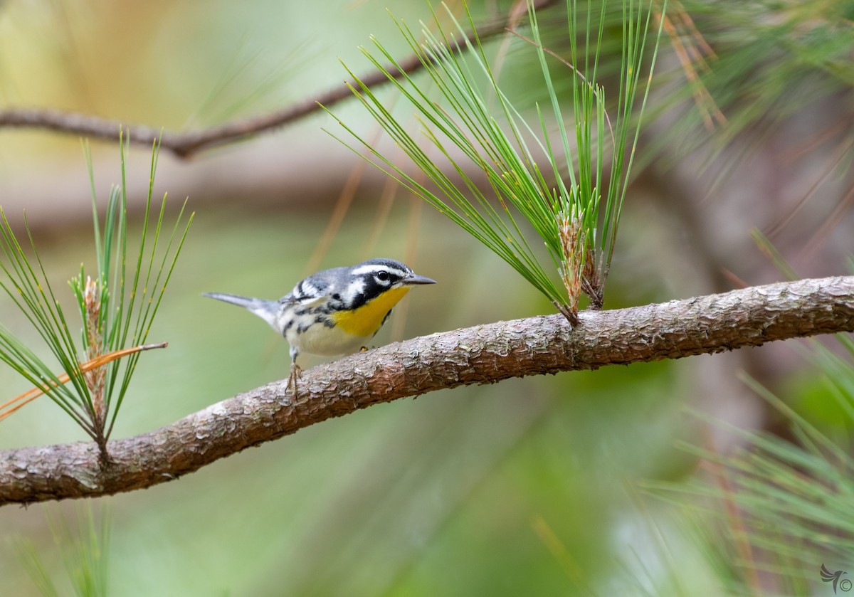 Yellow-throated Warbler - Michael Blees