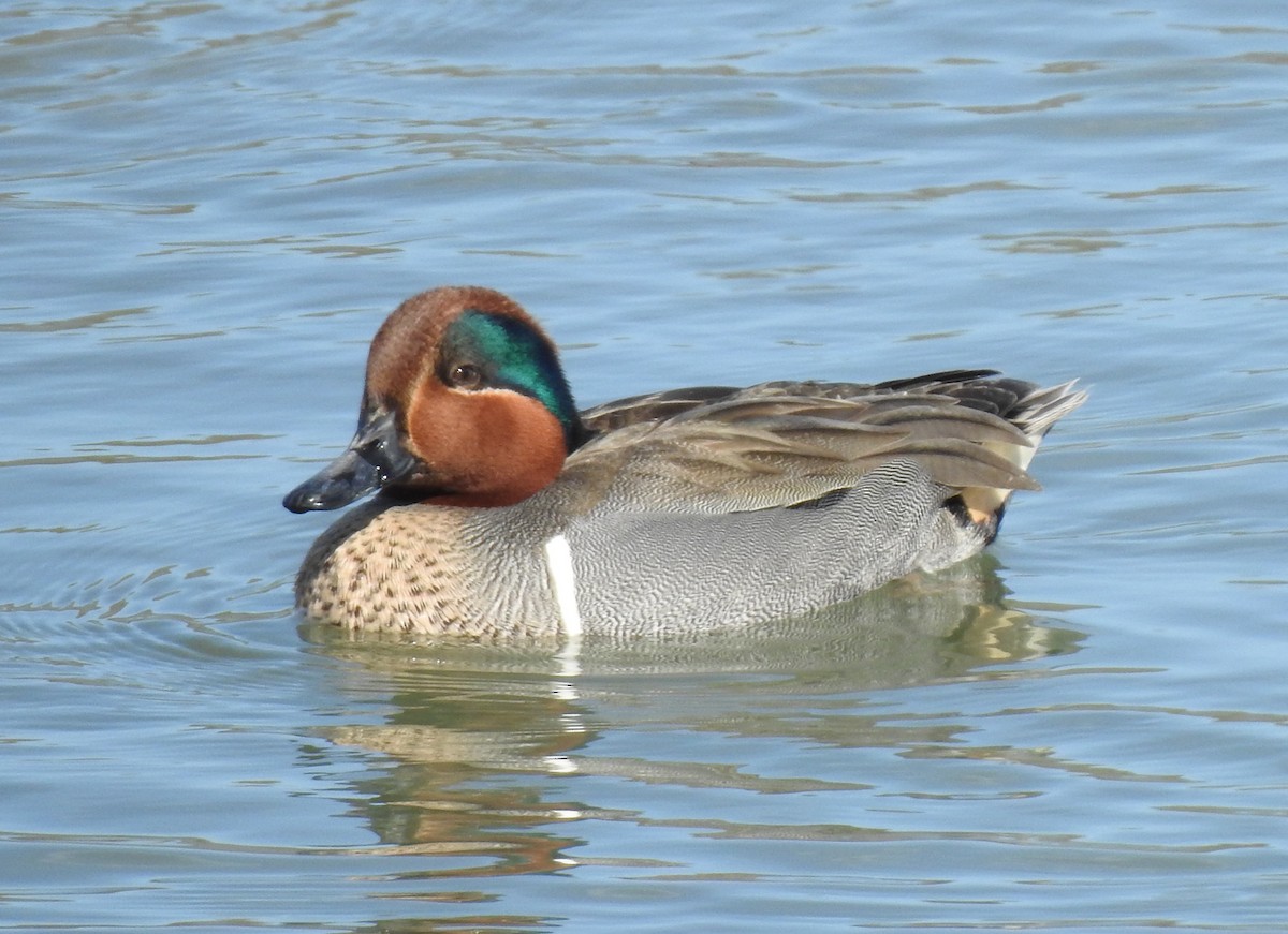Green-winged Teal - ML210027161