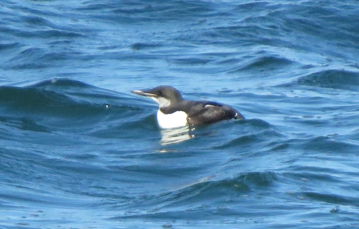 Thick-billed Murre - ML210027691