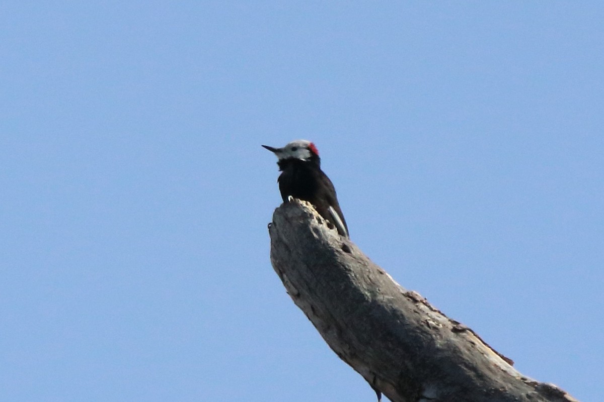 White-headed Woodpecker - ML210028891