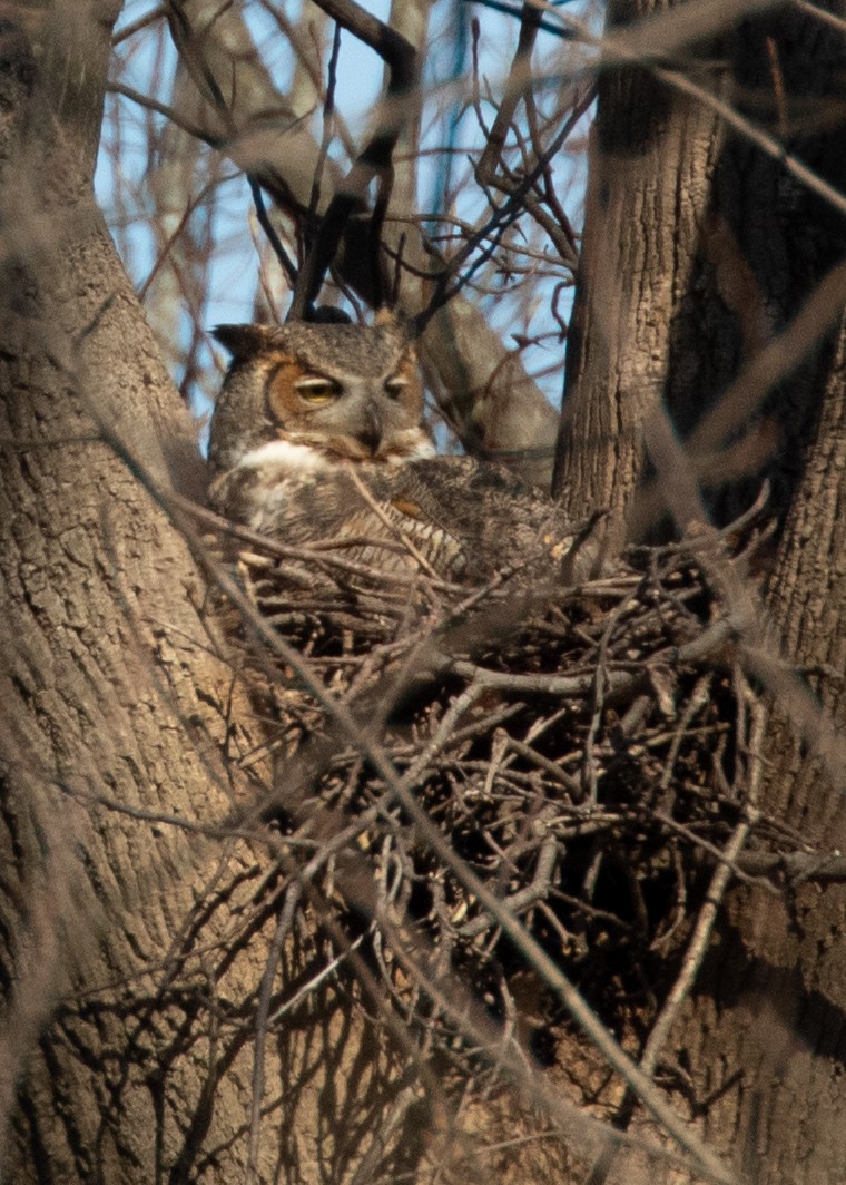 Great Horned Owl - ML210033251