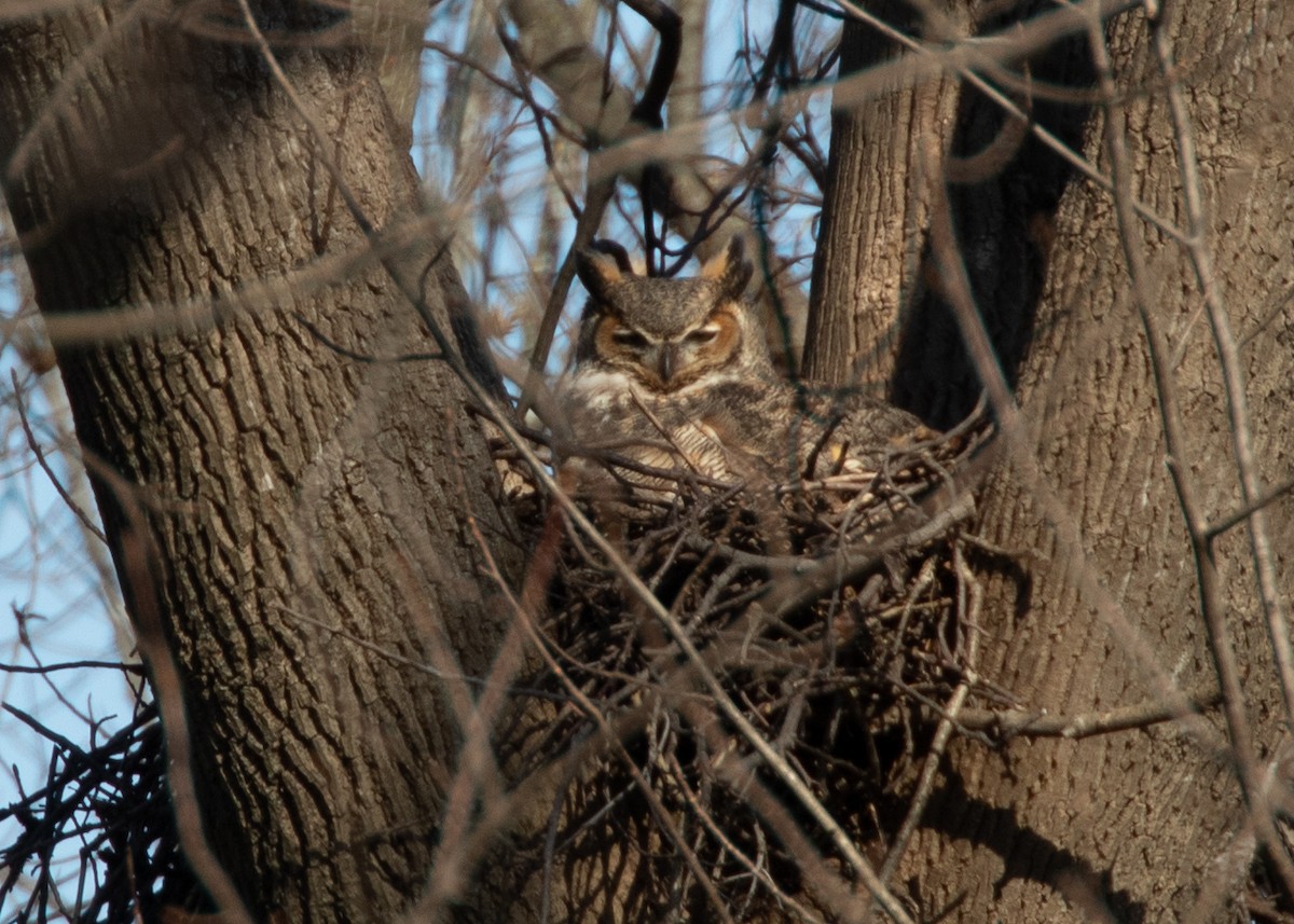 Great Horned Owl - Evelyn Ralston