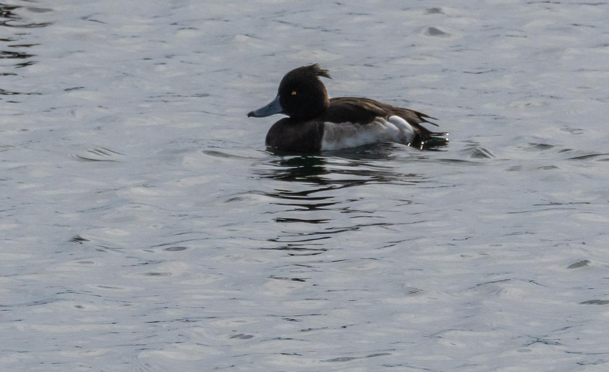 Tufted Duck - ML210035401