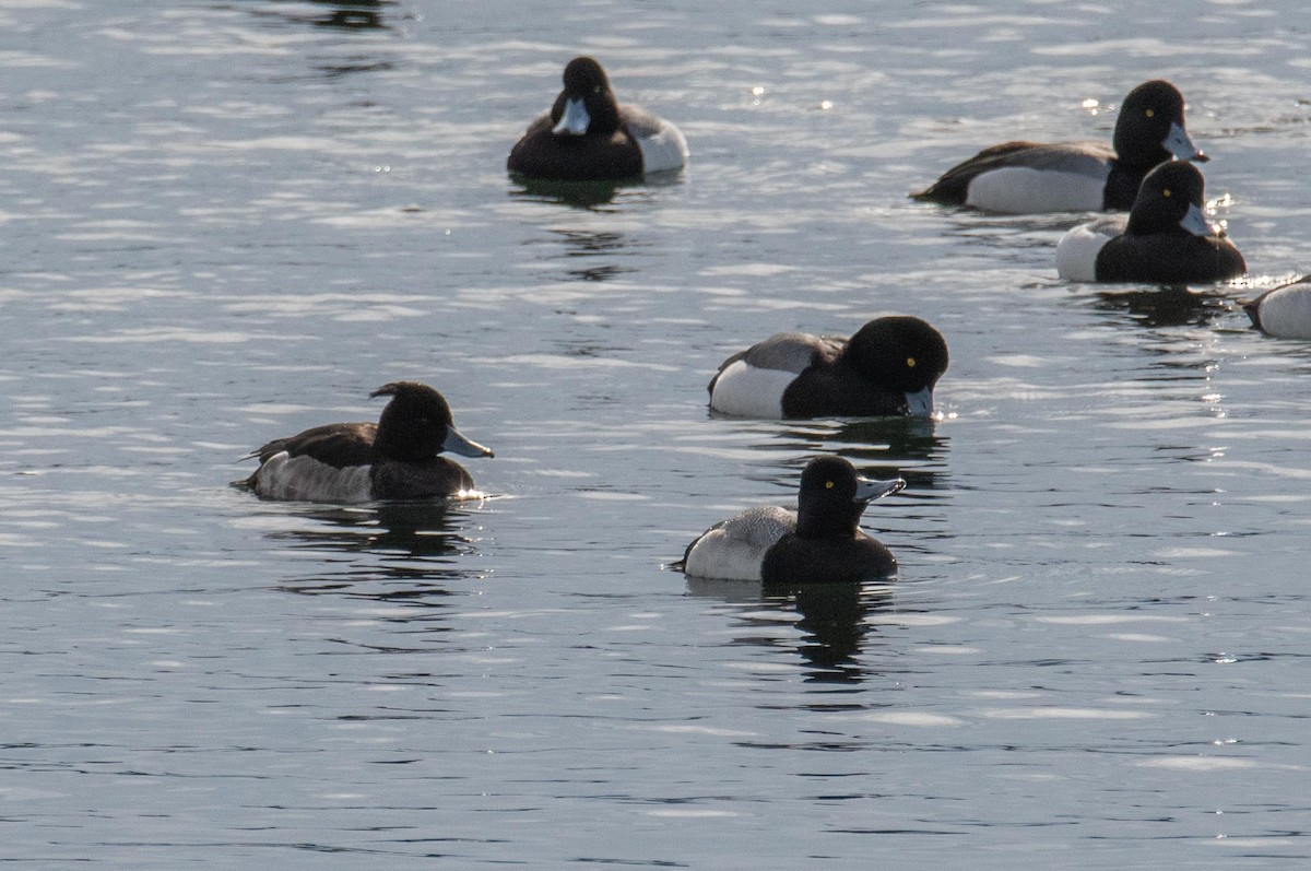 Tufted Duck - ML210035501